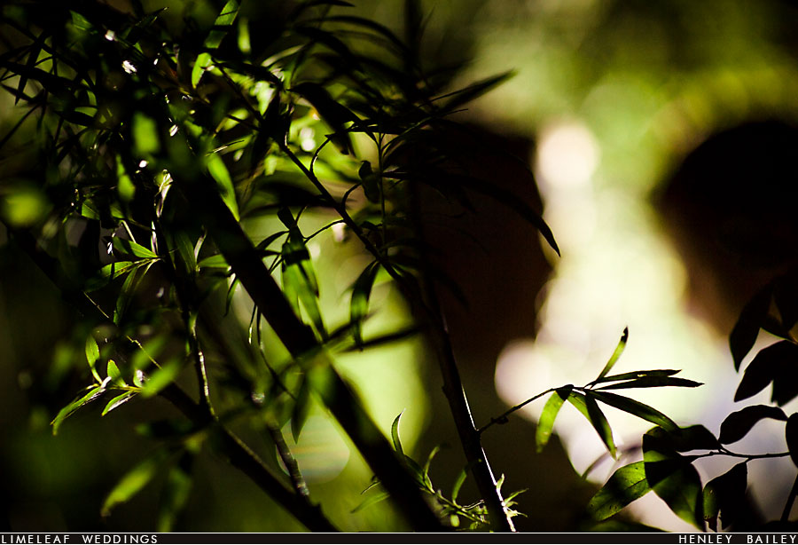 Bride and groom silhouetted in some bamboo on their wedding day